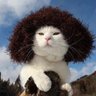 Profilbild von ダー子の子猫ちゃん