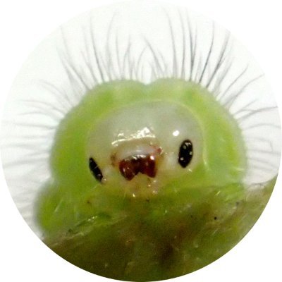 arew_becomes_f's profile picture