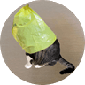 catwifbag profil fotoğrafı