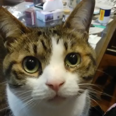 幸丸's profile picture