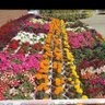 Mahar M Tariq's profile picture