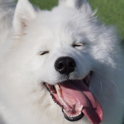 Samoyed_ELLE's profile picture