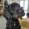 Watty profil fotoğrafı