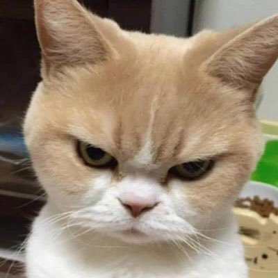 FON-B (ฝน)'s profile picture