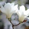 白木蓮 profil fotoğrafı