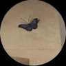 SH ᥫ᭡'s profile picture