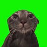 ゴジ's profile picture