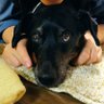 もじゃろぐ's profile picture