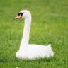 White Swan 🦢's profile picture