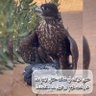 Фото профиля عبدالله النقبي