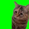 meow 的头像