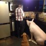 cachorroquente profil fotoğrafı