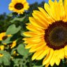 Mikael☘️🌻🇺🇦🇸🇪 的头像