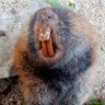 Mbatia wa Mumbi's profile picture