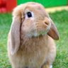Profilbild von chagsy