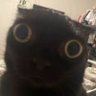 Profilbild von Teko
