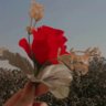 Profilbild von لموسة 🌹