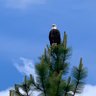 MayLibertyReign's profile picture