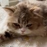 adanalı's profile picture