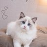 melo😺😺's profile picture