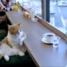 Raufe (Don Gato) profil fotoğrafı
