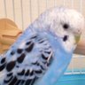 納豆CR profil fotoğrafı