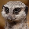 Inquisitive_Meerkat profil fotoğrafı