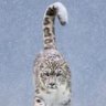 Snow Leopard tales 的头像