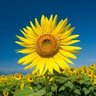風吹く先は profil fotoğrafı