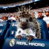 Puercoespín Antimadridista 的头像