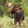 Profilbild von Meese, Many Moose