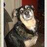 Perrita Limon profil fotoğrafı