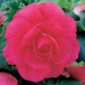 Фото профиля Blossom