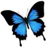 فــراشة تويتر 🦋 的头像