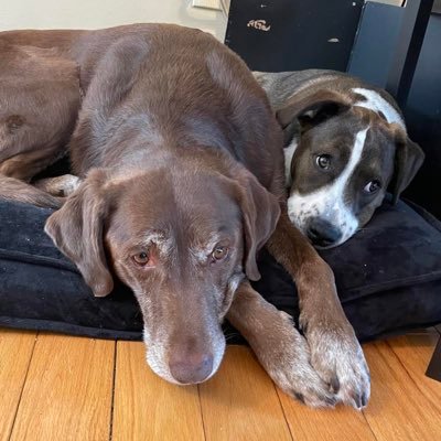 Nala & Fletcher's profile picture
