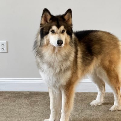 KingRichard's profile picture