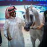 عبدالله بن عبدالعزيز آل محمود 🐎 的头像