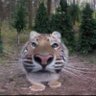TilapiaCat🐟🏳️🌈's profile picture
