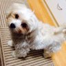 波留 いちごちゃん profil fotoğrafı
