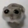 涙目のハム 的头像