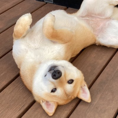 豆柴 はなこちゃん's profile picture