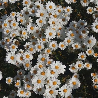 ddbubb's profile picture