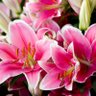 💖 🦋 🌹 🧡🌸 Mamma Rosa Maria 💙🪷🌸💜🌻 的头像