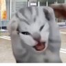 限界社不(せらぴ)'s profile picture