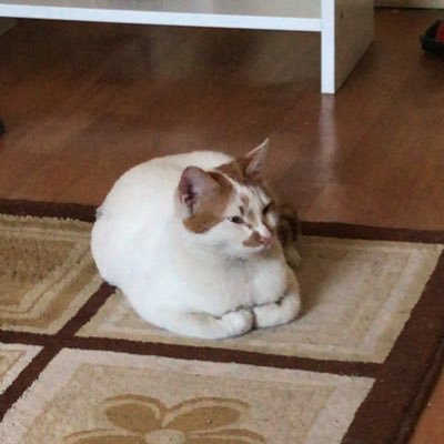 sokak kedisi's profile picture