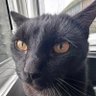 Olbenox's profile picture