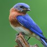 Blue profil fotoğrafı