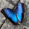 Profilbild von The Butterfly Effect