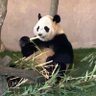 らふー's profile picture