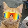 Voyage's profile picture